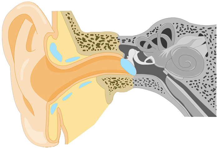 Abbildung äußeres Ohr