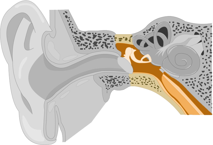 Abbildung Mittelohr